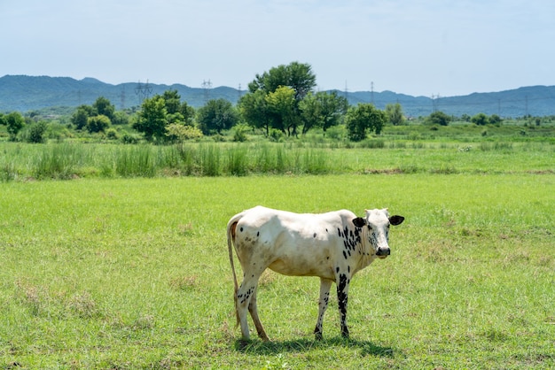 Uma vaca parada em um campo coberto de vegetação sob a luz do sol