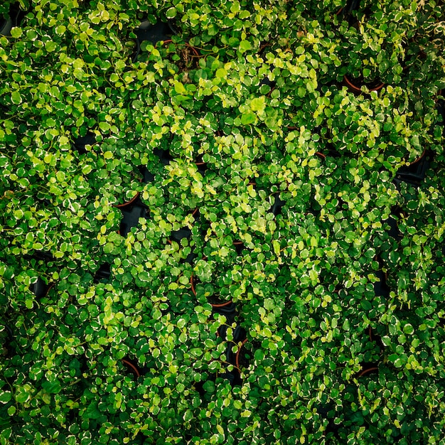 Uma visão aérea da planta com folhas verdes frescas