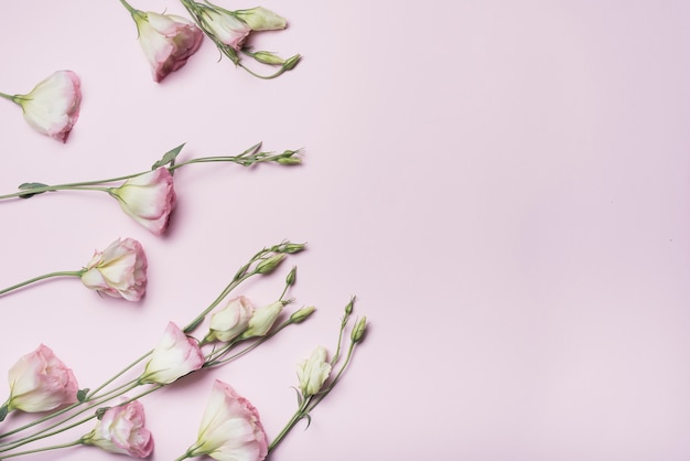 Uma visão aérea de flores eustoma em fundo rosa