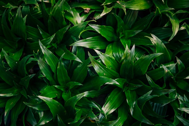 Uma visão elevada do pano de fundo de folhas verdes