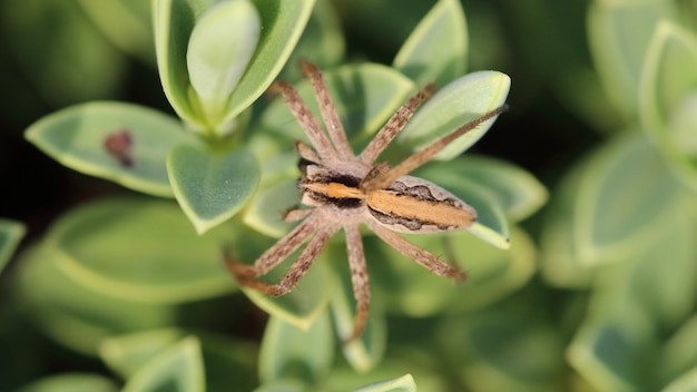 Foto grátis uma vista superior de uma aranha teia de viveiro em plantas verdes em um campo