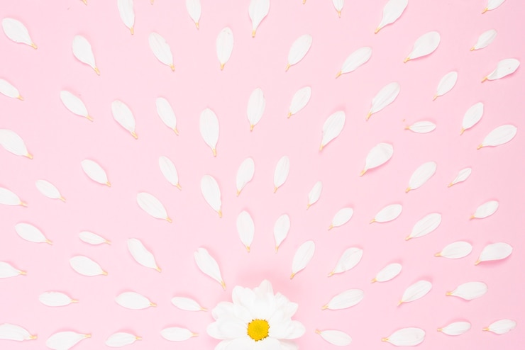 Foto grátis única flor branca com pétalas espalhadas no fundo rosa