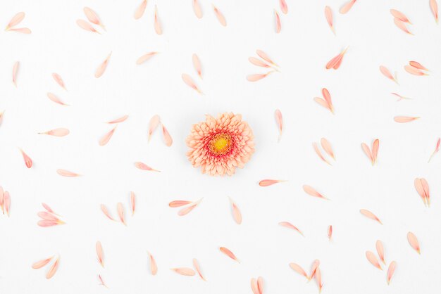 Única flor gerbera espalhar com pétalas no pano de fundo branco