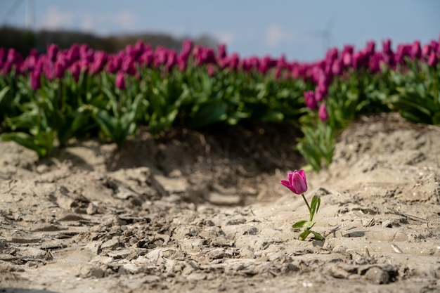Única tulipa na frente de um campo de tulipa roxa - destacando-se o conceito