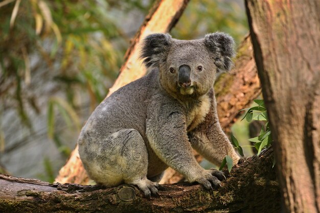 Urso coala em uma árvore