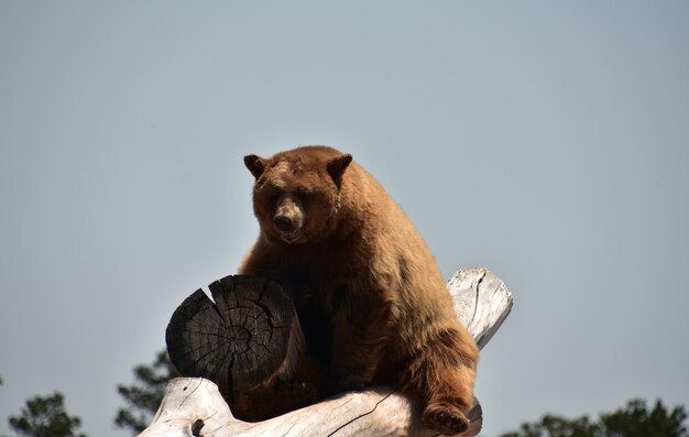 Urso marrom peludo sentado em troncos na natureza