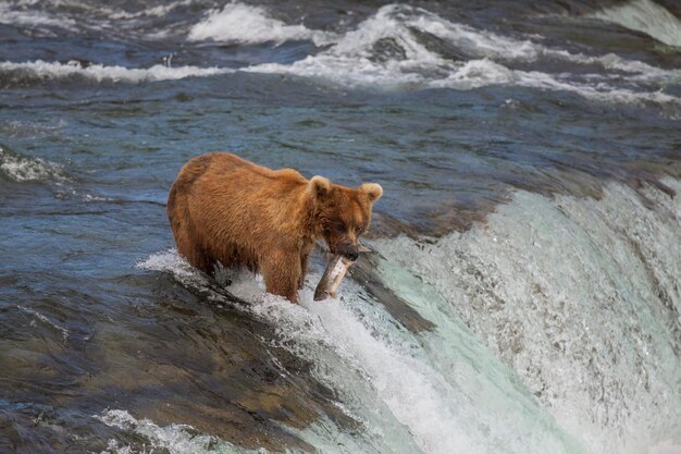 Urso no Alasca