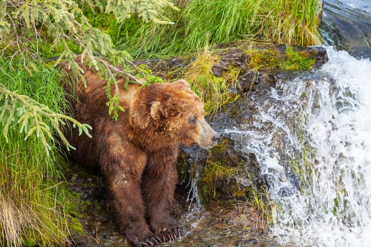 Foto grátis urso no alasca