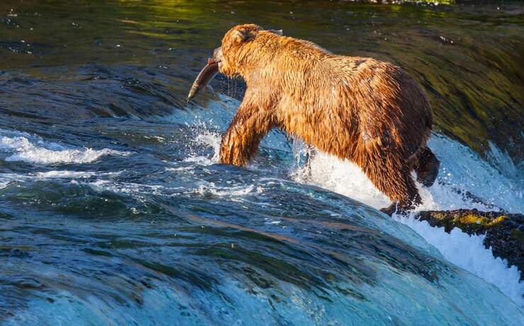 Foto grátis urso no alasca