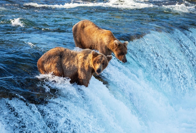 Foto grátis urso no alasca