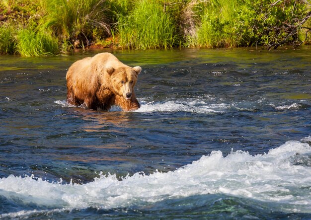 Urso no Alasca