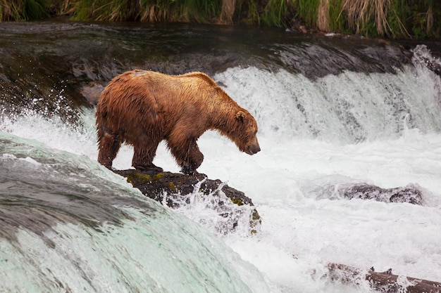 Foto grátis urso no alasca