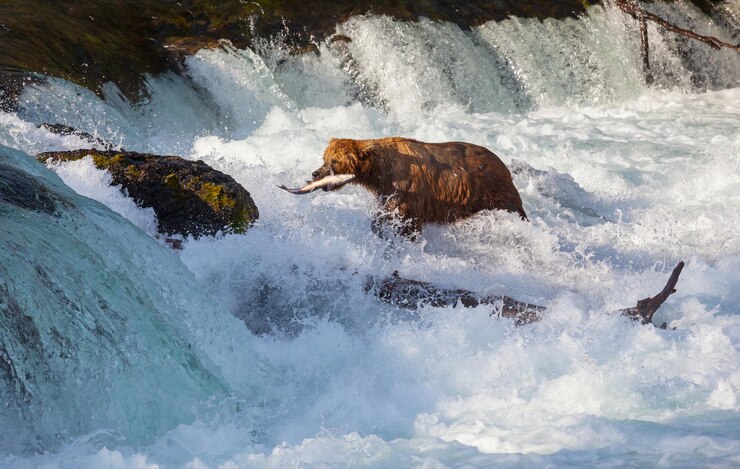 Foto grátis urso no alasca