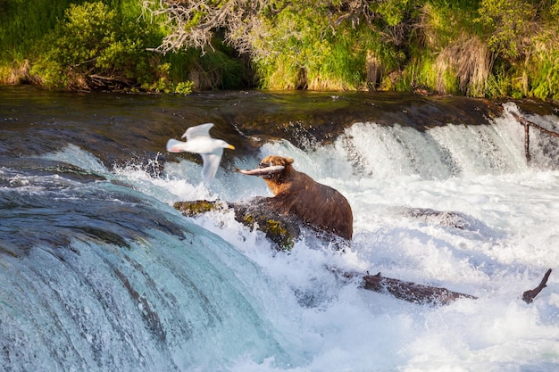 Foto grátis urso no alasca