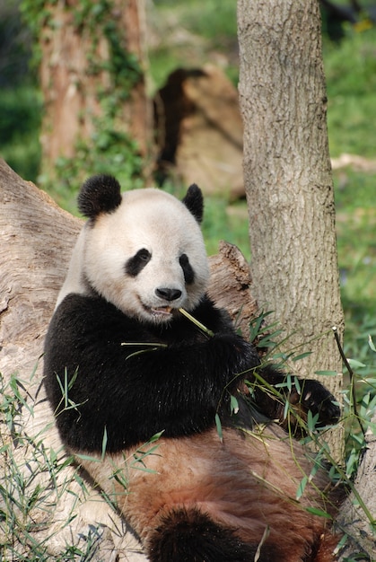 Urso panda encostado em uma árvore e comendo brotos de bambu.