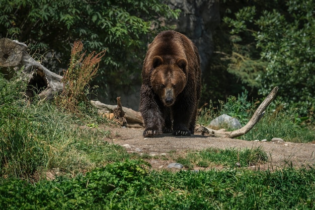 Foto grátis urso pardo na floresta