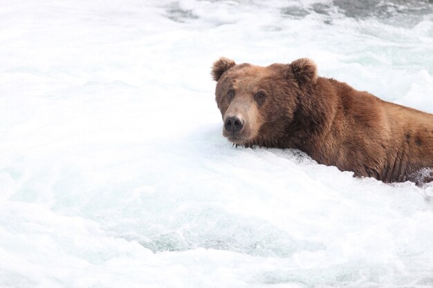 Urso pardo pegando um peixe no rio no Alasca