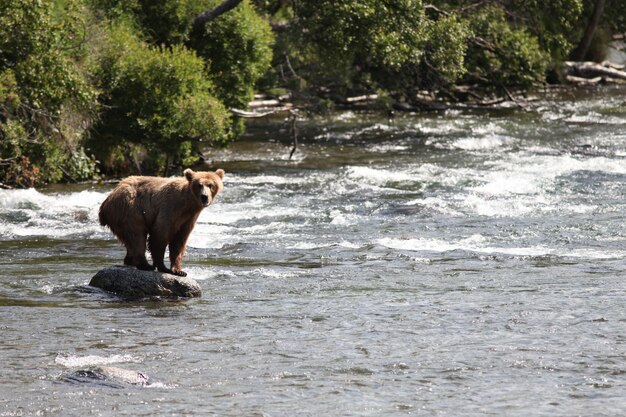 Urso pardo pegando um peixe no rio no Alasca