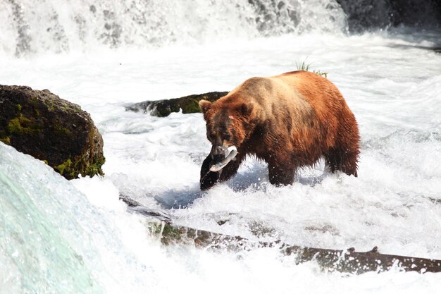 Urso pardo pegando um peixe no rio no Alasca