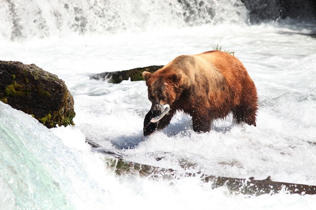 Urso pardo pegando um peixe no rio no Alasca