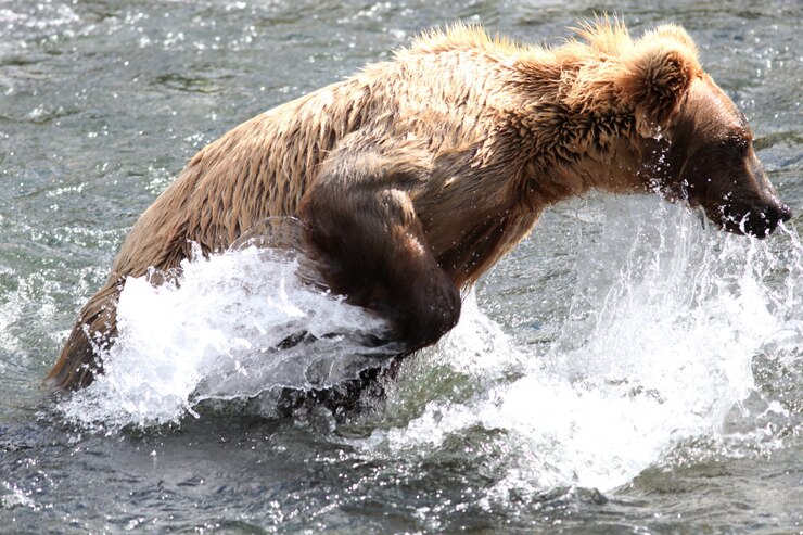 Foto grátis urso pardo pegando um peixe no rio no alasca