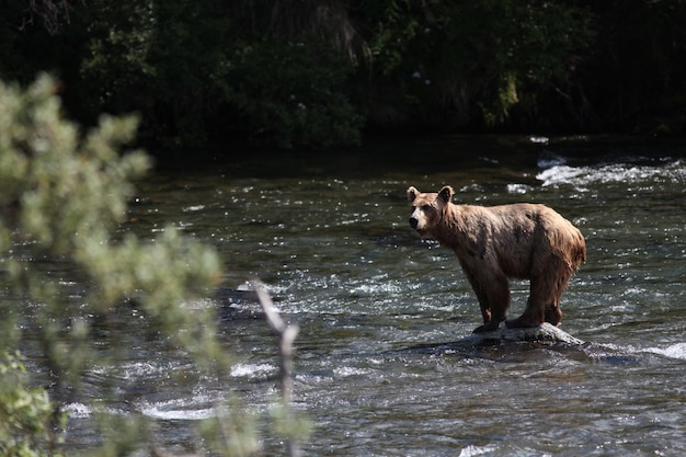 Urso pardo pegando um peixe no rio no Alasca