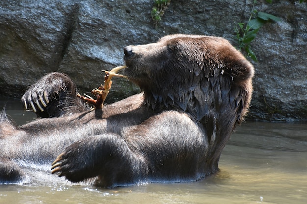 Foto grátis urso-pardo tomando banho e mordiscando um galho de árvore