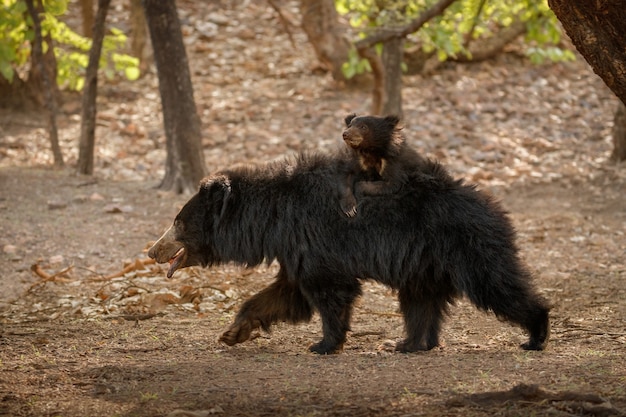 Urso-preguiça muito raro e tímido em busca de cupins