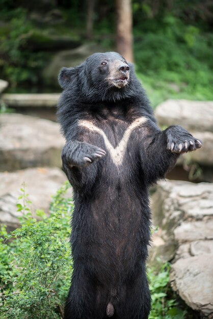 Urso preto asiático