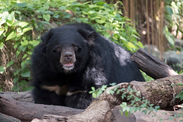 Foto grátis urso preto