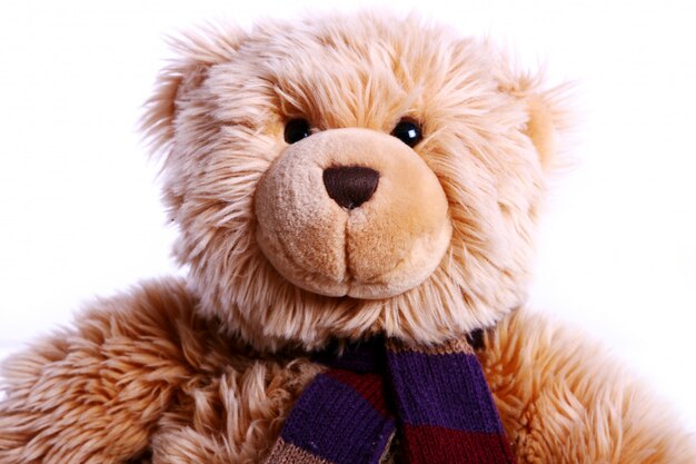 Urso Teddy