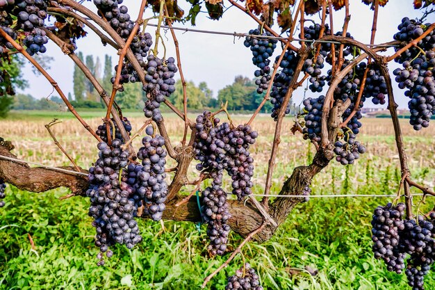 Uvas escuras crescendo nas vinhas em uma grande paisagem