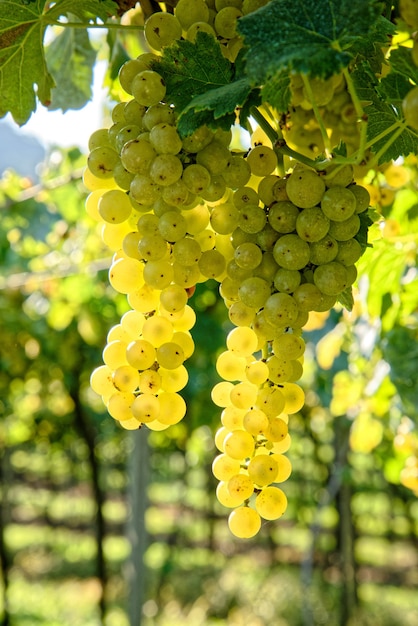 Uvas frescas maduras suculentas crescendo nos galhos de um vinhedo