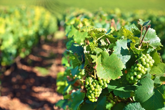 Foto grátis uvas para vinho brancas que crescem em um vinhedo