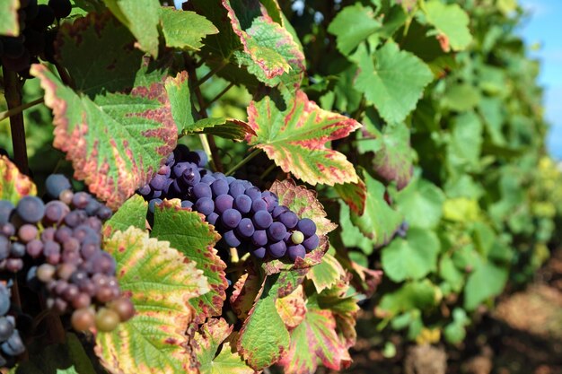 uvas para vinho vermelhas que crescem em um vinhedo