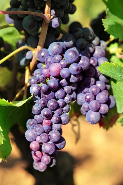 uvas para vinho vermelhas que crescem em um vinhedo