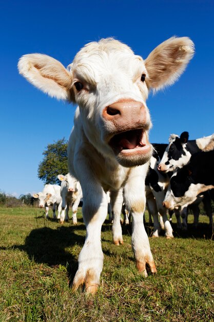 Vaca bebê fofo em fazendas no verão