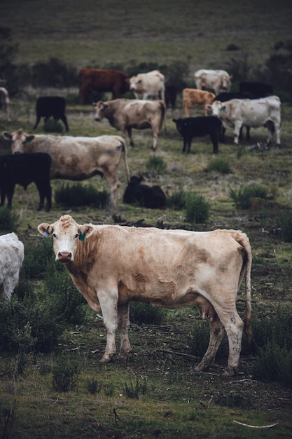 Foto grátis vaca branca em campo de grama verde durante o dia