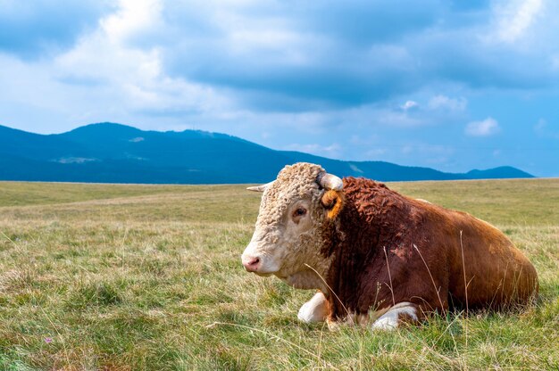 Vaca descansando nas colinas cobertas de grama