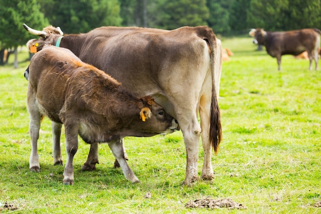 Vaca e bezerro marrons que amamentam no prado