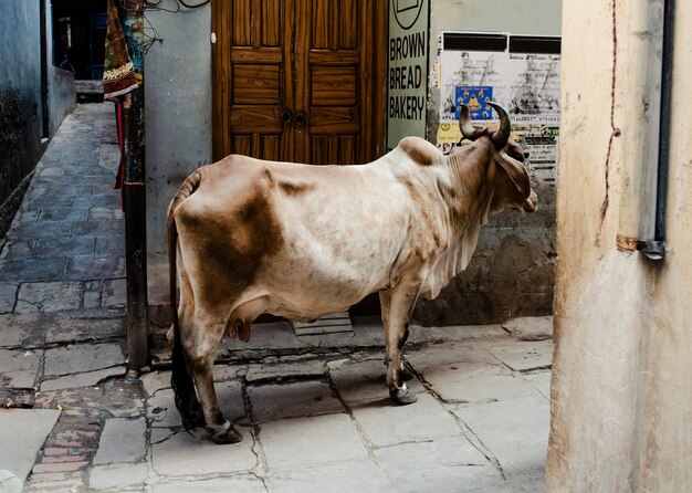 Vaca feminina em pé no beco da cidade