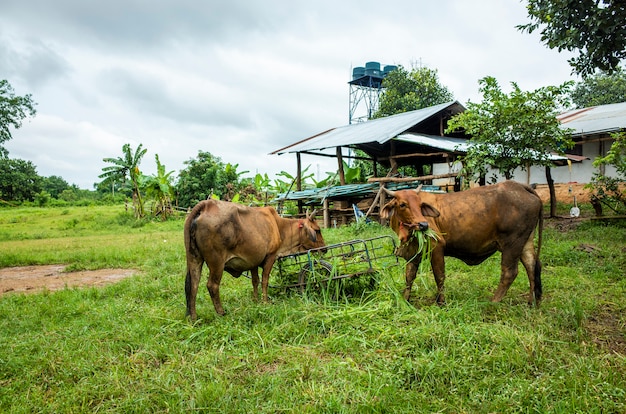 vaca marrom comendo grama