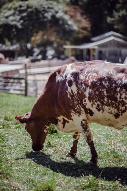 Vaca marrom comendo grama