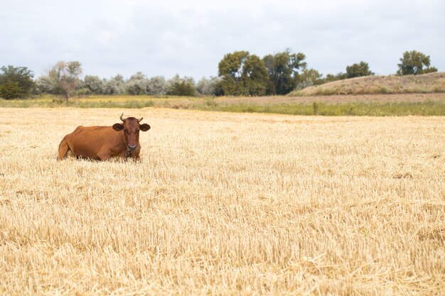 Vaca marrom pastando em um campo amarelo