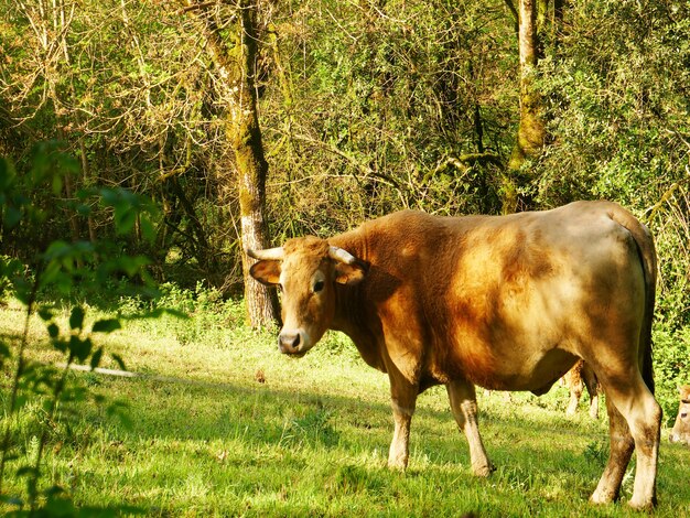 Vaca marrom pastando em um campo verde cercado por árvores