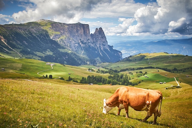 Vaca marrom pastando em um pasto verde cercado por altas montanhas rochosas