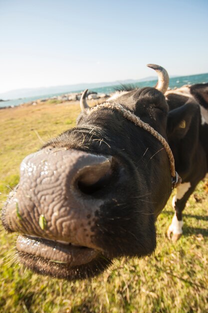 Vaca olhando para a câmera