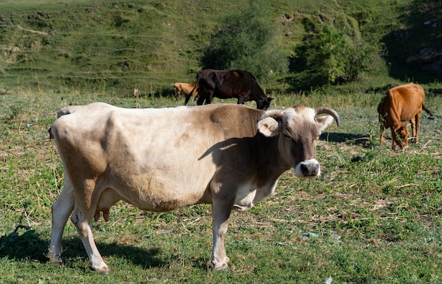 Vaca pastando na grama nas montanhas Foto Premium