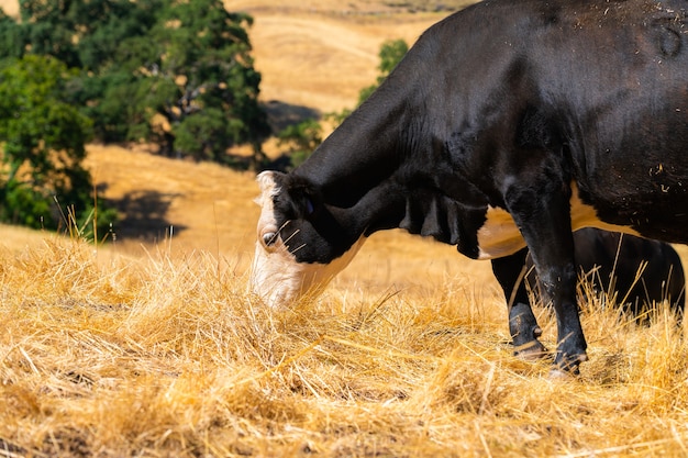 Vaca preta com cabeça branca pastando em pastagem seca - perfeita para o espaço