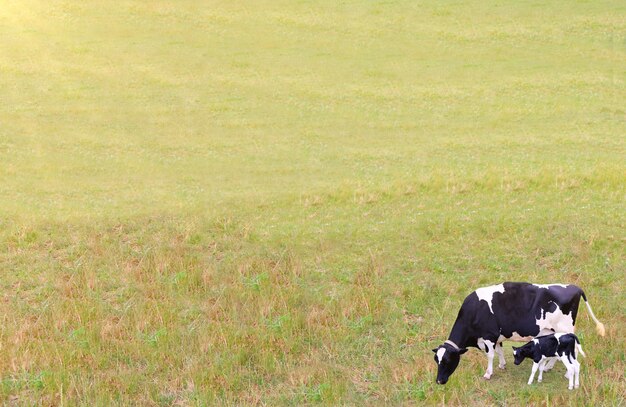 Vaca preta e branca com seu filhote pastando em um campo de grama